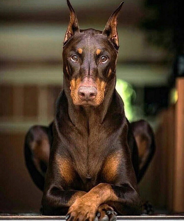 Живность из сети