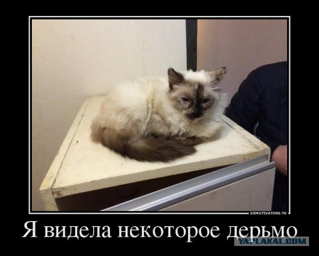 Студенческие пьянки и их последствия