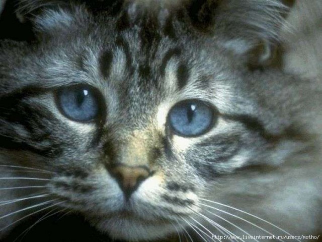 Прикольные коты на среду! ОЧЕНЬ МНОГО!