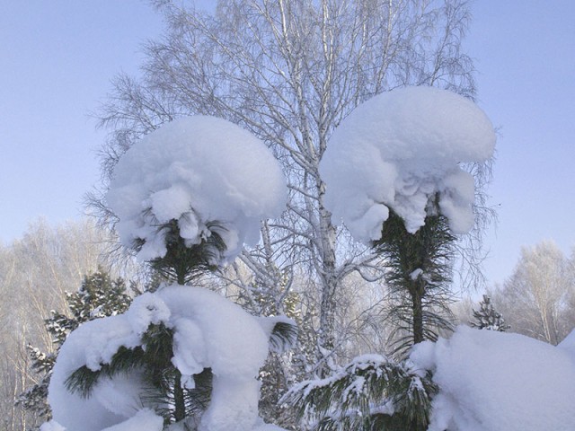 В наряде снежных кружев