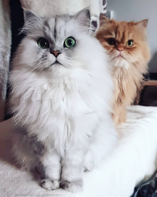 Прикольных котов пост