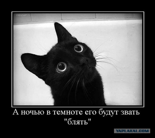 Котовторник так котовторник!