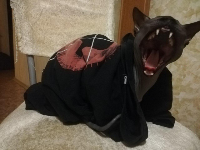 Котейка зевнул