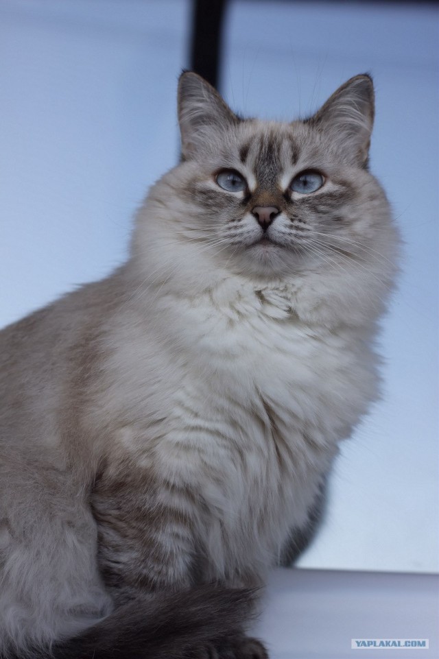 Котовторник! 08.11.11