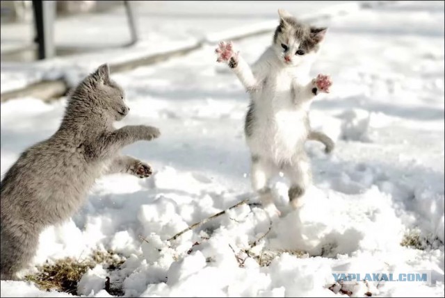 Не, хозяин... В такую погоду мы ничего себе морозить не будем...