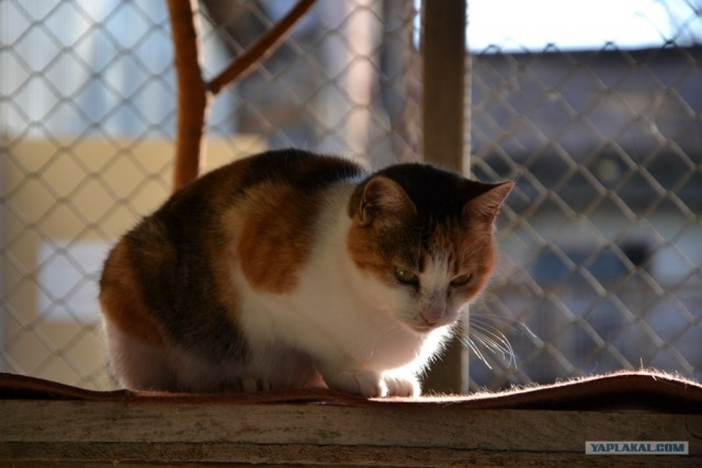 Котовторник 27.12.11