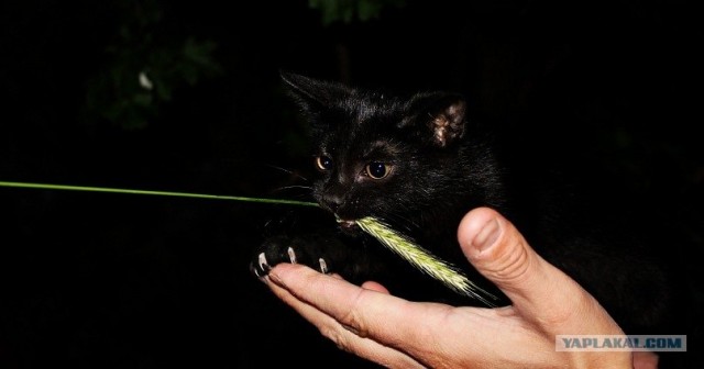 Котовторник (10.01.2012)