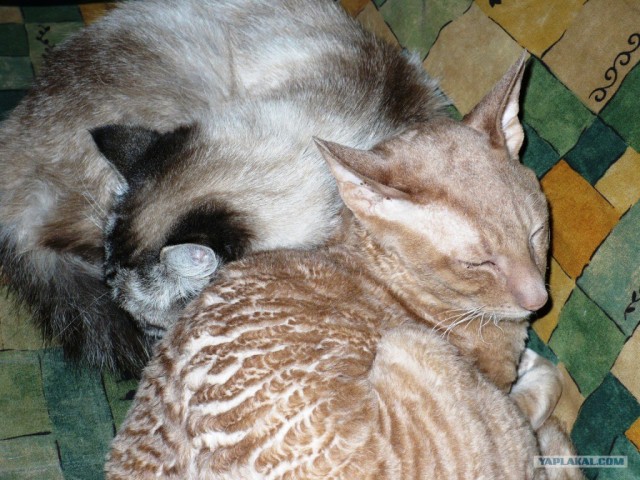 Котовторник (14.02.2012)