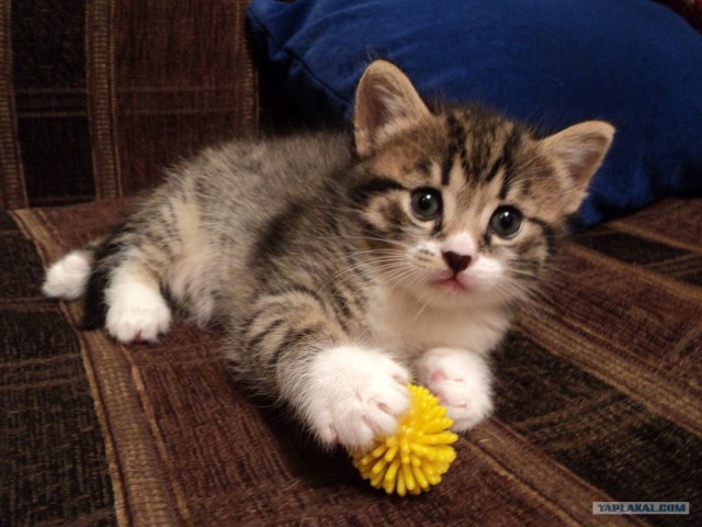 Котовторник 1 мая 2012
