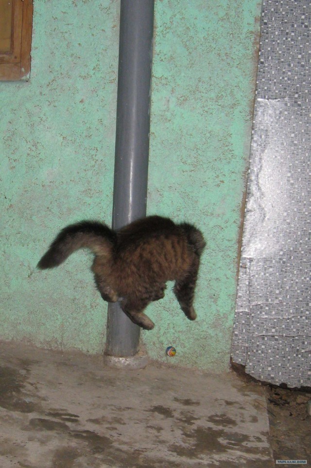 Котовторник 22.05.2012
