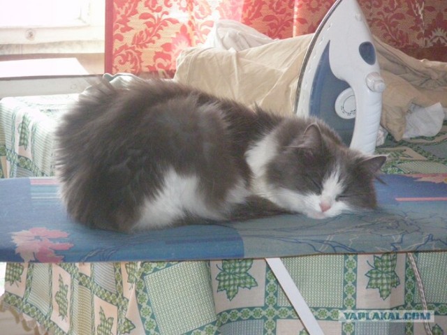 Котовторник 24.07.2012