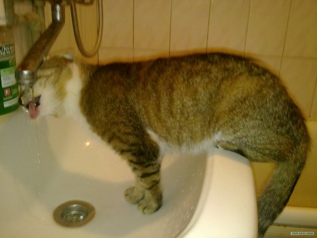 Котовторник 07.08.2012