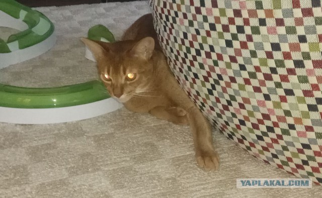 Котовторник 29.01.2019!