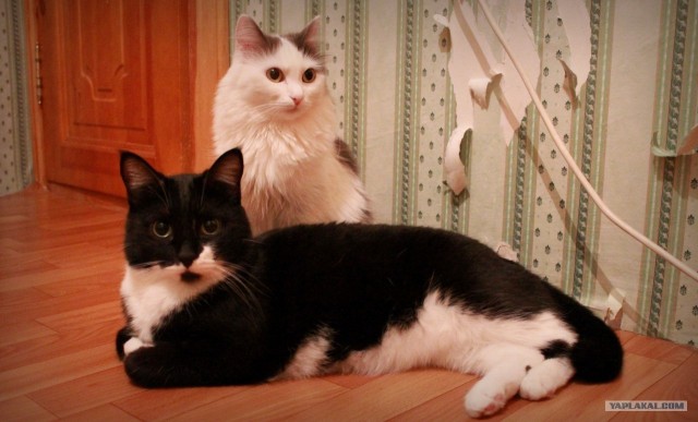 Котовторник  16.10.12