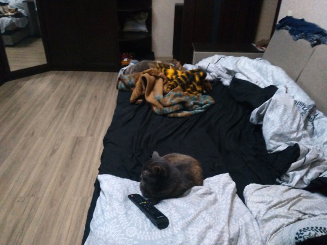 Котовторник однако