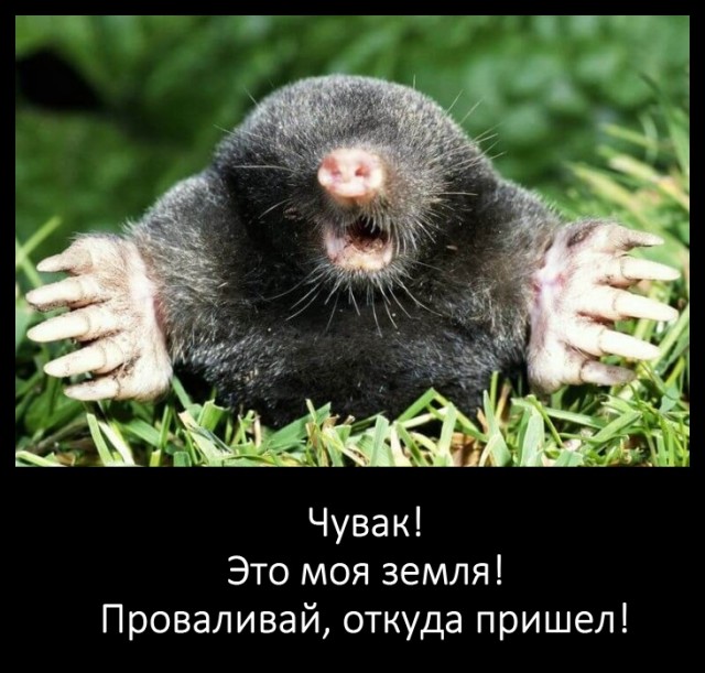 Завелась семья кротов!