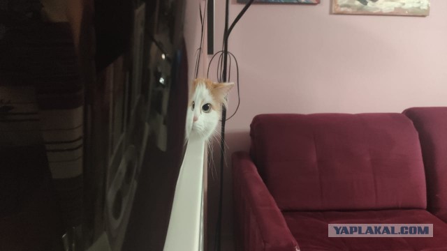 Давайте по котикам, которые с нами на самоизоляции