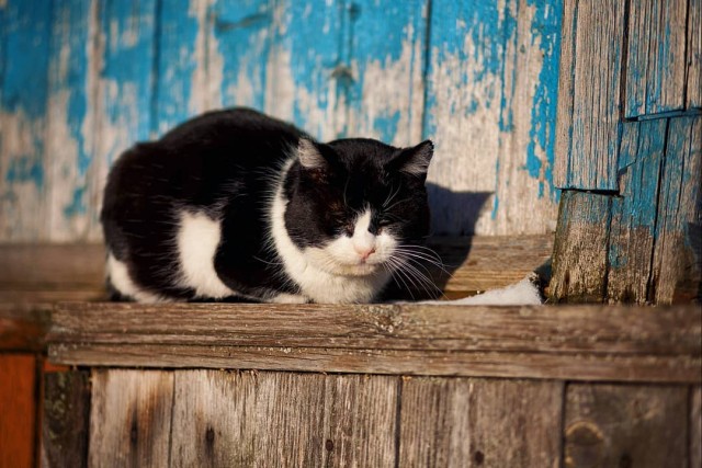 Деревенские котейки