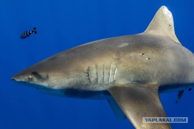 Дайвер сделал фото акулы, и людям страшно. Но не от вида хищника, а за него — он сражался с реальным Кракеном