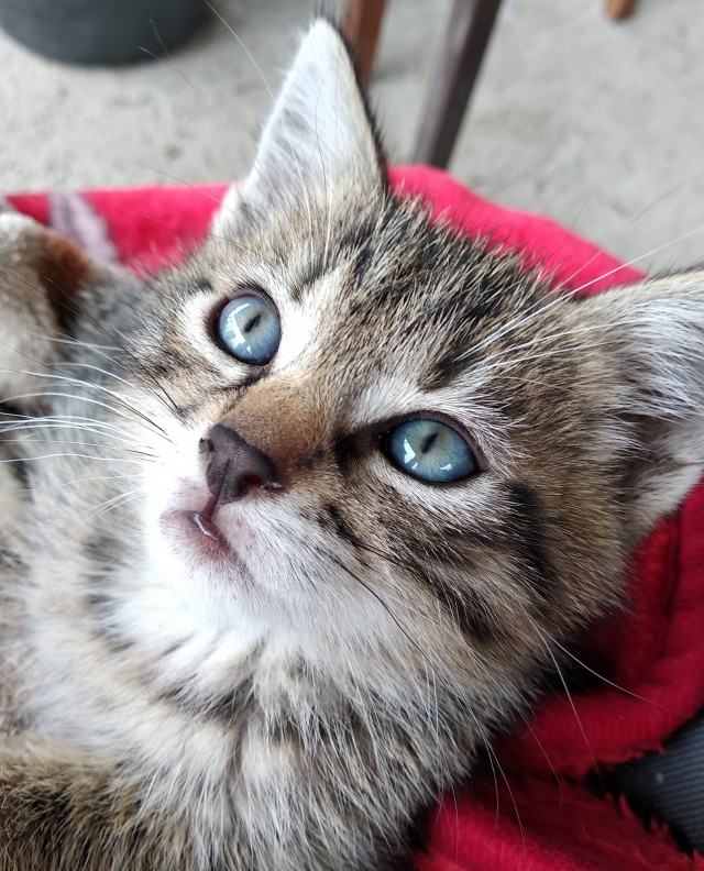 Котовторник 14.07.2020