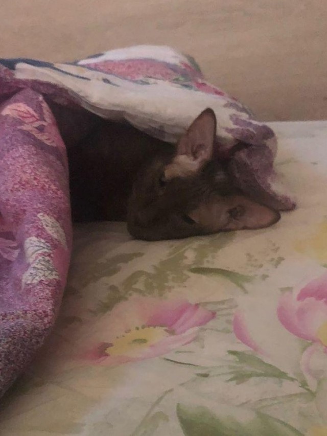 Помогите определить породу кота