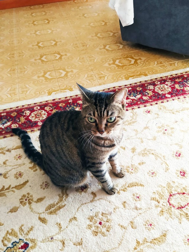 Котовторник 13.10.2020