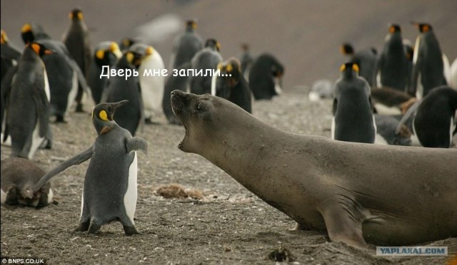 Фотожаба: А ну не ори на меня!