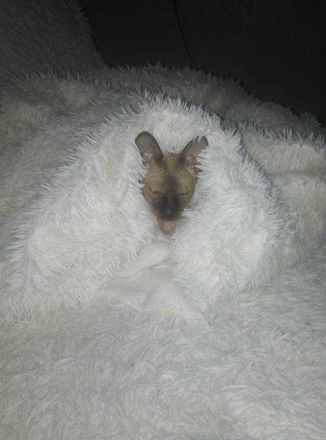 Котовторнику быть!