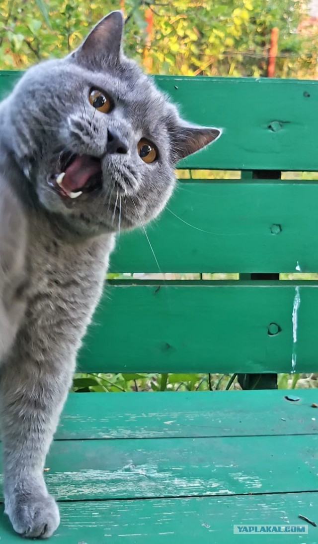 С котовторником!