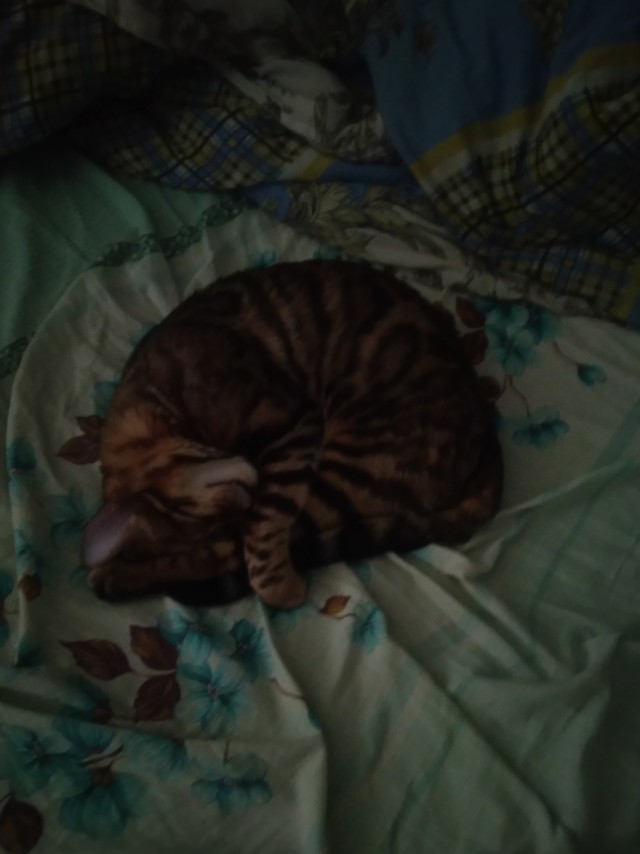Хоба! Котовторник!