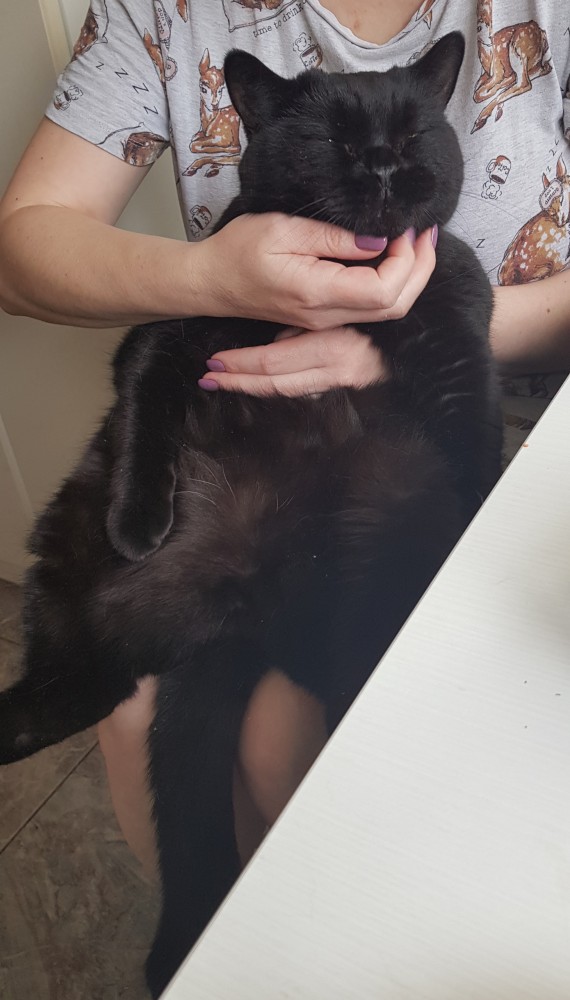 Котовторник