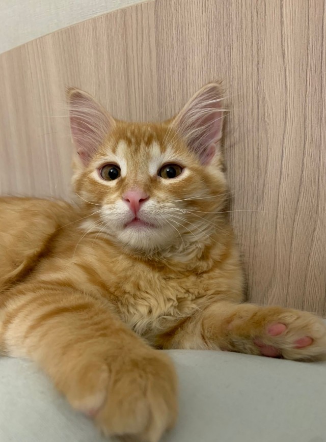 Котовторнику быть
