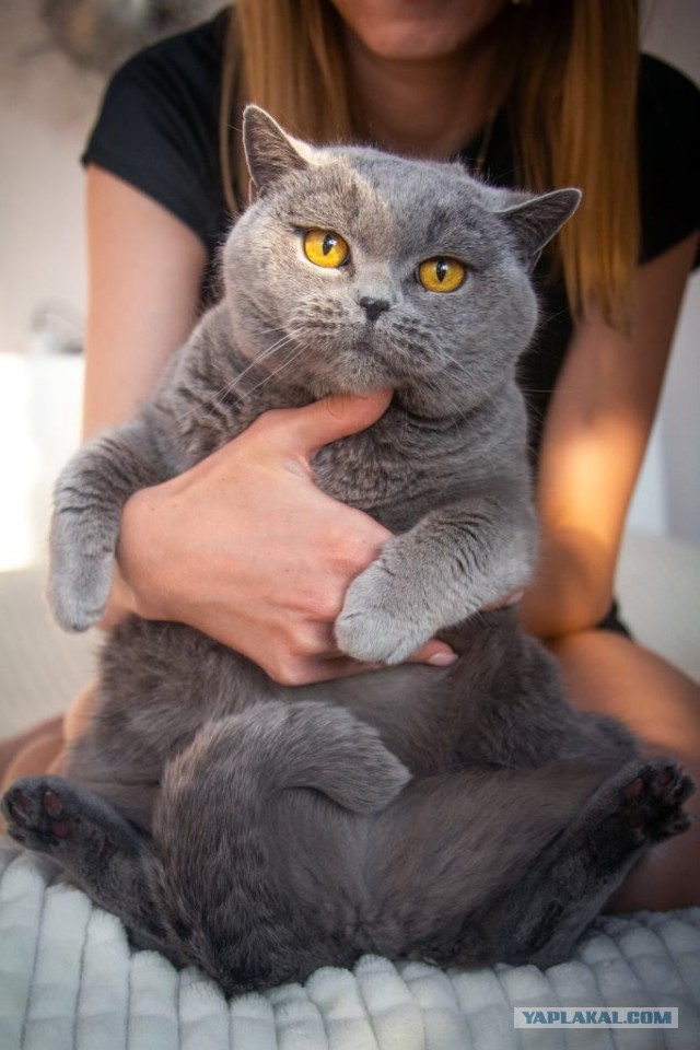 Вы, что спите? Вставайте, котовторник же!