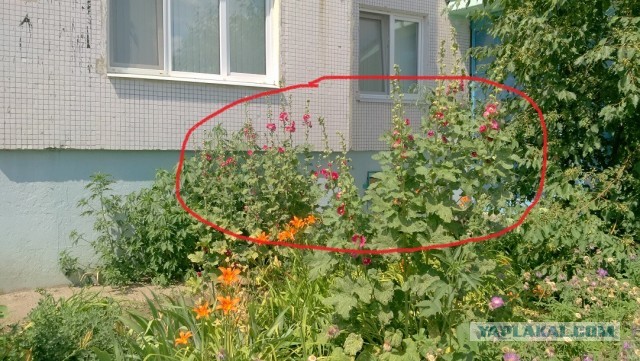 Солатеговая тема