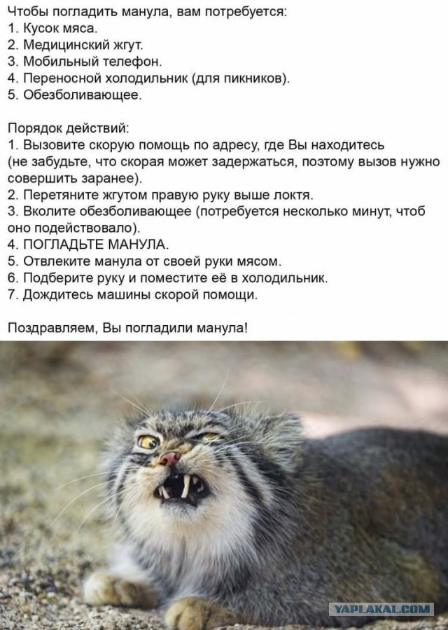 Исследователи поймали манула, пощупали его за пузо и отпустили