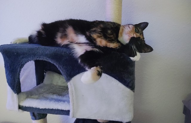 Котовторник
