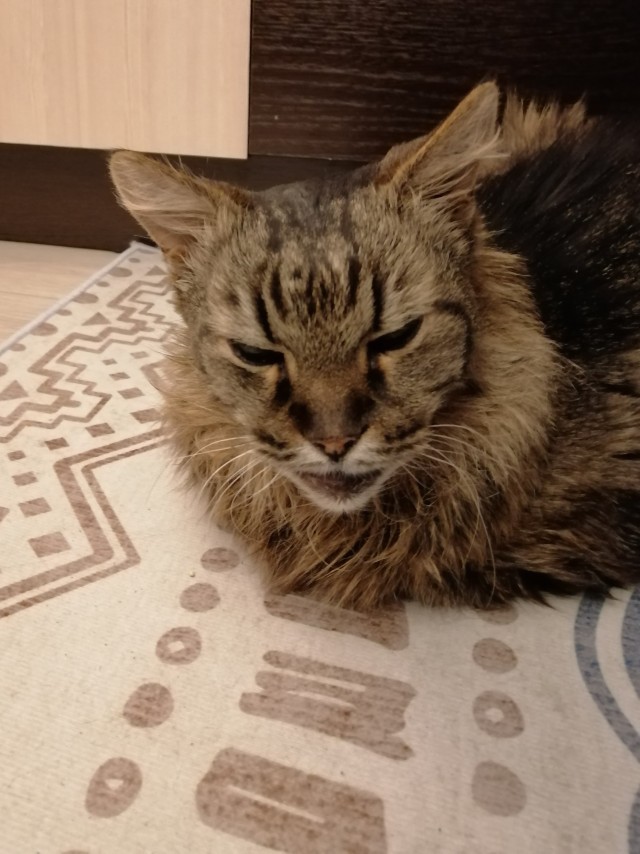 Котовторник