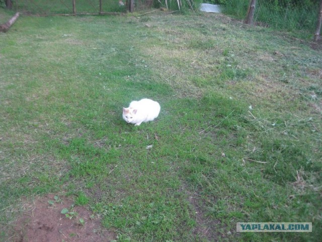 Жизнь домашнего приюта для котеек 397