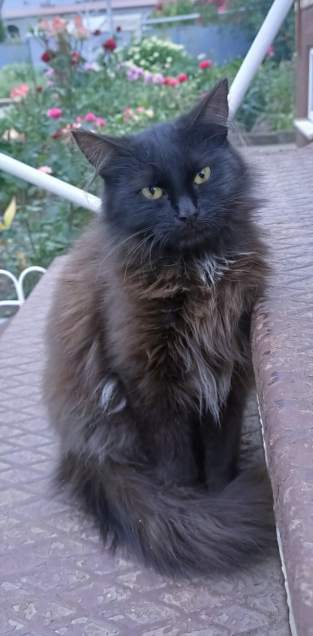 Котовторник. Немного сицилийских котов.
