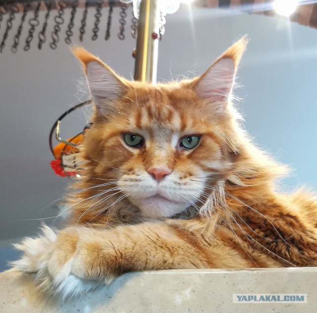 Начну котовторник чуть раньше!