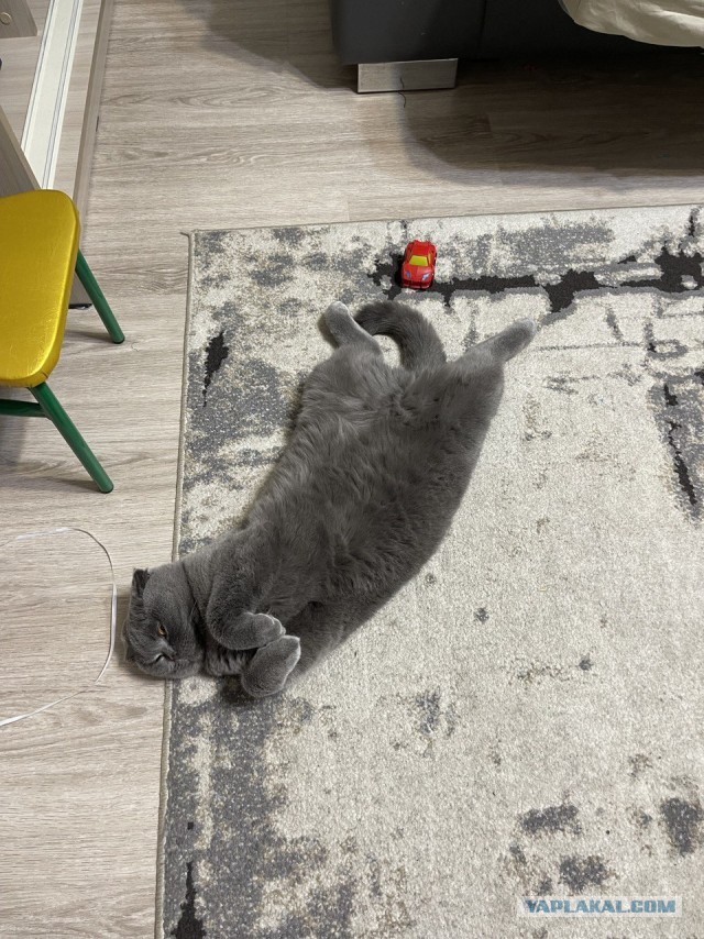 Начну котовторник чуть раньше!
