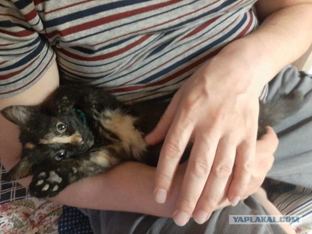 Котенок ищет дом. СПб.