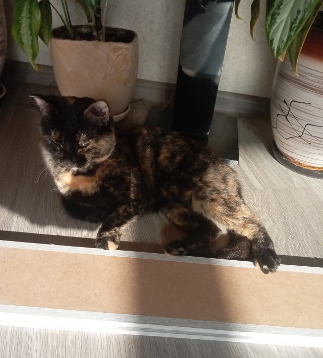Кот во вторник