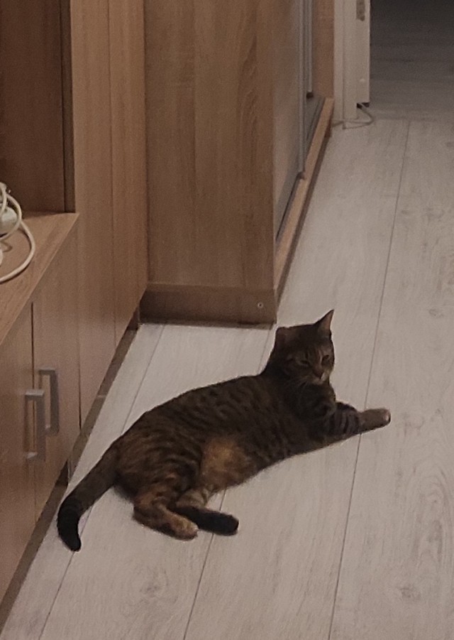 Наша коша