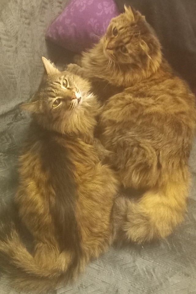 Даёшь котов в этот вторник!