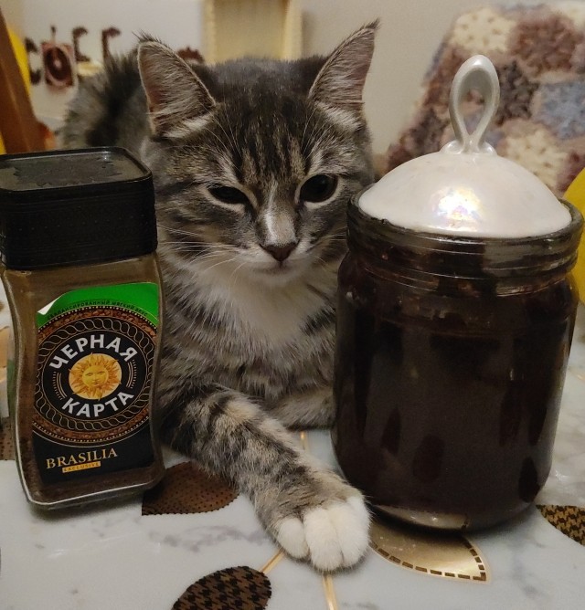 Как отучить кошку лазить по столу?