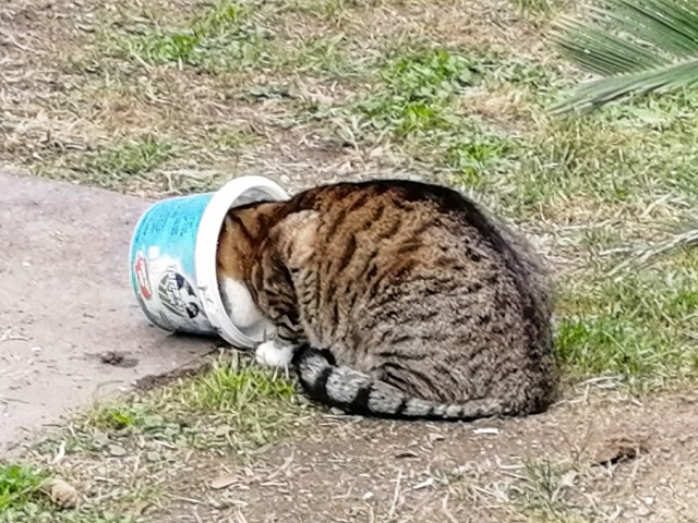Котики Стамбула