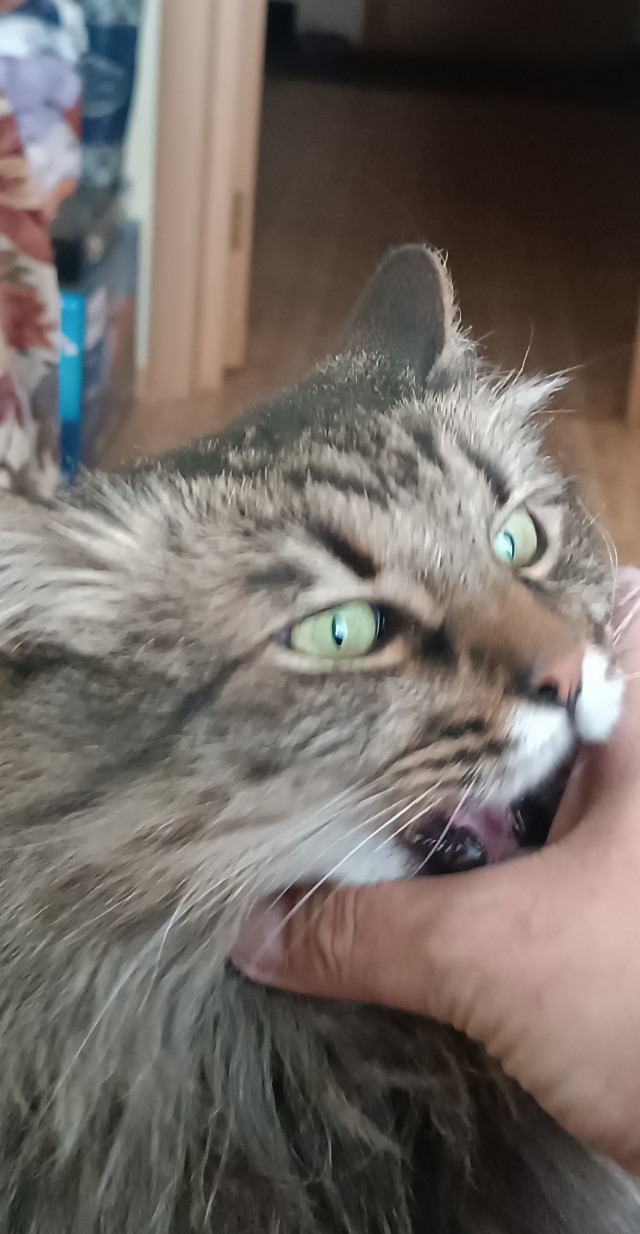 Коток.