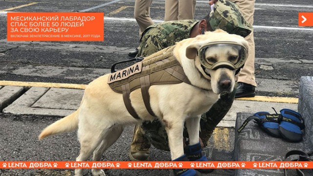Победная поступь идиотизма по планете – том 13