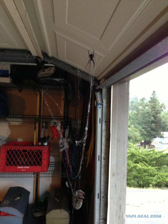 Тарантул VS Черная вдова